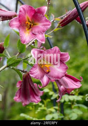 „Pink Perfection“-Trompetenlilie, Kungslilja (Lilium regale) Stockfoto