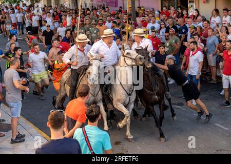 Frankreich, Gard, Aigues Vives, Bullenfestival, der Abrivado besteht darin, Stiere zu eskortieren, die von Reitgardianern eingerahmt werden, und das Ziel der Teilnehmer ist es, sie zur Flucht zu bringen Stockfoto