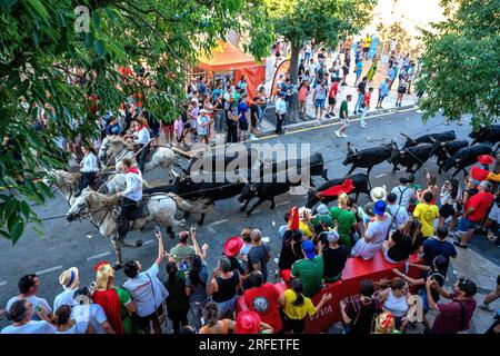 Frankreich, Gard, Aigues Vives, Bullenfestival, der Abrivado besteht darin, Stiere zu eskortieren, die von Reitgardianern eingerahmt werden, und das Ziel der Teilnehmer ist es, sie zur Flucht zu bringen Stockfoto