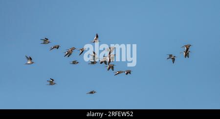 Frankreich, Somme, Baie de Somme, Le Crotoy, Marais du Crotoy, Rotschenkel (Tringa totanus - Rotschenkel) Stockfoto