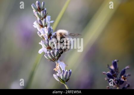 Ein Makrofoto einer Biene auf einer Lavendelpflanze, aufgenommen im Sommer in Schottland. Ich glaube, das ist eine aschige Bergbaubiene. Stockfoto