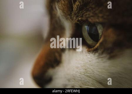 Nahaufnahme einer Hauskatze. Die Katze ist ein brauner und weißer Tabby mit grünen Augen. Stockfoto