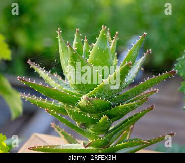 Kurze-leaved Aloe, Aloe (Kortbladig Aloë Buergeri) Stockfoto