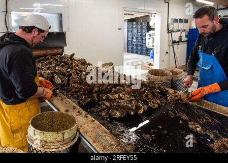 Frankreich, Aude, Leucate, Austernzucht von Jerome Allary Stockfoto