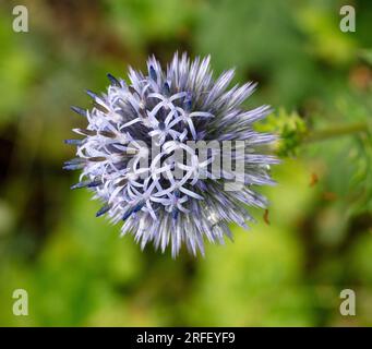 Blauer Globus Thistle, Blå bolltistel (Echinops bannaticus) Stockfoto