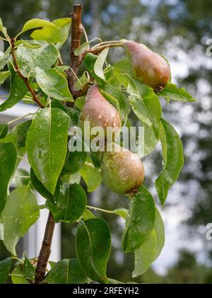 Konferenz der Europäischen Birne, Päron (Pyrus communis) Stockfoto