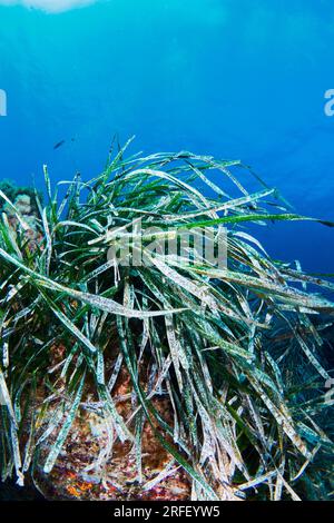 Neptune seagrass Posidonia oceanica unter Wasser mit natürlichem Sonnenlicht im Mittelmeer Stockfoto
