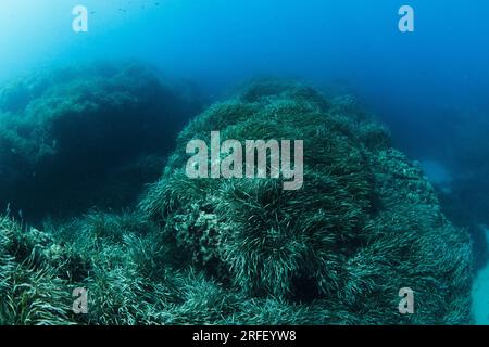 Neptune seagrass Posidonia oceanica unter Wasser mit natürlichem Sonnenlicht im Mittelmeer Stockfoto