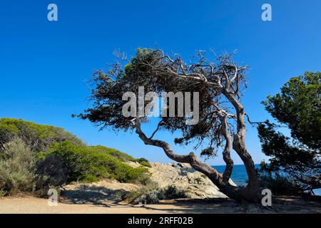 Frankreich, Var, Six Fours les Plages, Le Brusc, Grand Gaou Insel, Aleppo Pine (Pinus halepensis) liegt am Wind Stockfoto