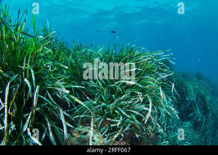 Neptune seagrass Posidonia oceanica unter Wasser mit natürlichem Sonnenlicht im Mittelmeer Stockfoto