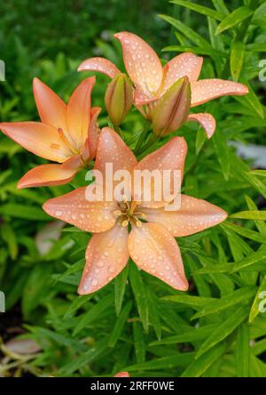 „Elodie“ Asiatische Lily, Asiatik lilja (Lilium asiatica) Stockfoto