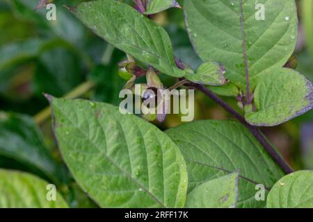 Tödlicher Nachtschatten, Belladonna (Atropa belladonna) Stockfoto