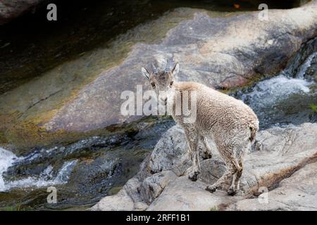 Spanien, Kastilien und Leon, Hoyos del Espino, Sierra de Gredos, Laguna Grande Trek, Spanische oder iberische Ibex (Capra pyrenaica) Stockfoto