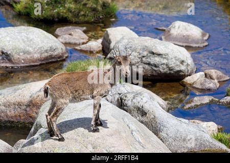 Spanien, Kastilien und Leon, Hoyos del Espino, Sierra de Gredos, Laguna Grande Trek, Spanische oder iberische Ibex (Capra pyrenaica) Stockfoto