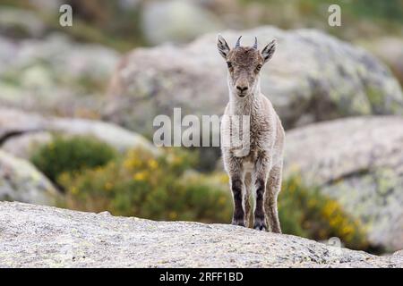 Spanien, Kastilien und Leon, Hoyos del Espino, Sierra de Gredos, Laguna Grande Trek, Spanische oder iberische Ibex (Capra pyrenaica) Stockfoto