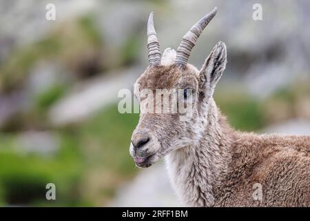 Spanien, Kastilien und Leon, Hoyos del Espino, Sierra de Gredos, Laguna Grande Trek, Spanische oder iberische Ibex (Capra pyrenaica) Stockfoto