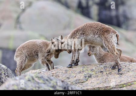 Spanien, Kastilien und Leon, Hoyos del Espino, Sierra de Gredos, Laguna Grande Trek, Spanische oder iberische Ibex (Capra pyrenaica) Stockfoto