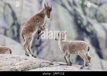 Spanien, Kastilien und Leon, Hoyos del Espino, Sierra de Gredos, Laguna Grande Trek, Spanische oder iberische Ibex (Capra pyrenaica) Stockfoto
