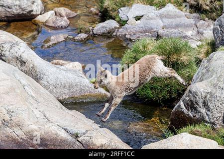 Spanien, Kastilien und Leon, Hoyos del Espino, Sierra de Gredos, Laguna Grande Trek, Spanische oder iberische Ibex (Capra pyrenaica) Stockfoto