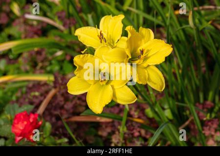 'Green Flutter' Daylily, Daglilja (Hemerocallis) Stockfoto