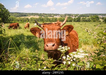 Frankreich, Departement Val d'Oise, Region Plaine Vallée Stockfoto