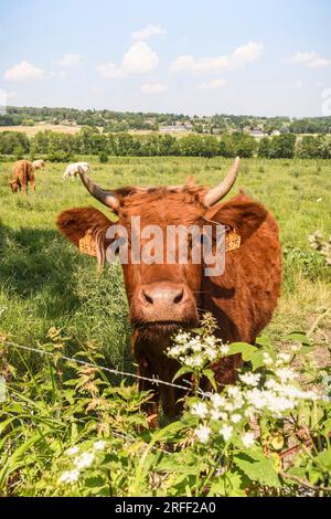 Frankreich, Departement Val d'Oise, Region Plaine Vallée Stockfoto
