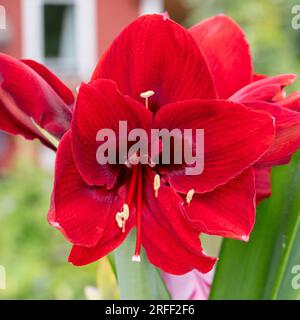 „Amorita Danu®“ Hippeastrum, Amaryllis (Hippeastrum x hortorum) Stockfoto