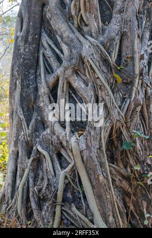 Nepal, Terai, Bardia oder Bardiya Nationalpark, Wald, Sal (Shorea robusta), umgeben von einer Würgerfigur, Ficus sp..., Stockfoto