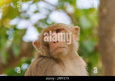 Nepal, Terai Region, Bardia oder Bardiya Nationalpark, dominanter männlicher Rhesus Macaque (Macaca mulatta) auf dem Dach eines Ranger-Lagers im Dorf Thakurdwara. Stockfoto