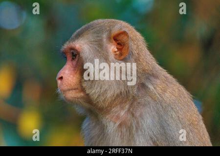 Nepal, Terai Region, Bardia oder Bardiya Nationalpark, dominanter männlicher Rhesus Macaque (Macaca mulatta) auf dem Dach eines Ranger-Lagers im Dorf Thakurdwara. Stockfoto