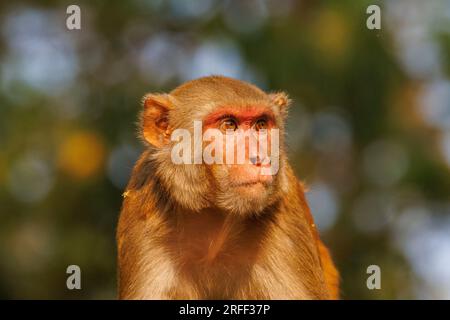 Nepal, Terai Region, Bardia oder Bardiya Nationalpark, dominanter männlicher Rhesus Macaque (Macaca mulatta) auf dem Dach eines Ranger-Lagers im Dorf Thakurdwara. Stockfoto