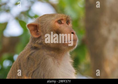 Nepal, Terai Region, Bardia oder Bardiya Nationalpark, dominanter männlicher Rhesus Macaque (Macaca mulatta) auf dem Dach eines Ranger-Lagers im Dorf Thakurdwara. Stockfoto