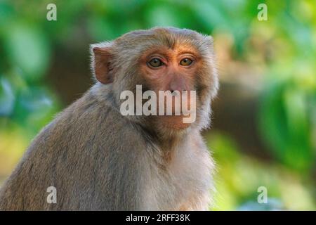 Nepal, Terai Region, Bardia oder Bardiya Nationalpark, dominanter männlicher Rhesus Macaque (Macaca mulatta) auf dem Dach eines Ranger-Lagers im Dorf Thakurdwara. Stockfoto