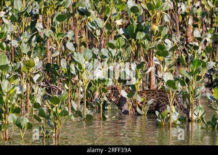 Indien, Bucht von Bengal, Ganges Delta, Sunderbans, Fischkatze (Prionailurus viverrinus), in den Mangroven Stockfoto