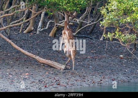 Asien, Indien, Golf von Bengal, Sunderbans, Mangroven, Geflecktes Hirsch (Achsenachse) oder männliches Herzhirsch, frisst Mangrovenschüsse Stockfoto