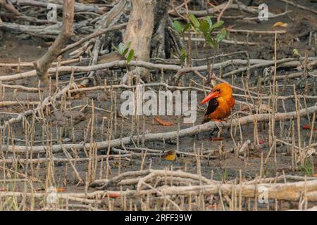 Asien, Indien, Golf von Bengal, Sunderbans, Mangroven, Der braunflügelige Kingfisher (Pelargopsis amauroptera) in den Mangroven Stockfoto