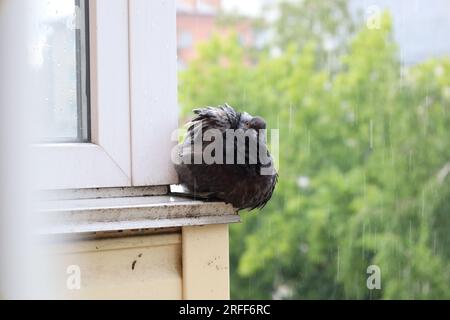 Tauben extremes Nahaufnahme-Porträt, Sommerregen-Atmosphäre, Taubenkopf, nasser Vogel, lustige Tiere Stockfoto