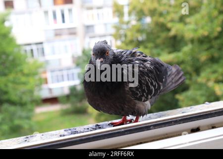 Tauben extremes Nahaufnahme-Porträt, Sommerregen-Atmosphäre, Taubenkopf, nasser Vogel, lustige Tiere Stockfoto