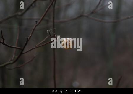 Ptelea trifoliata Pflanze im Wald, Ascheblätter, Herbstwald Stockfoto