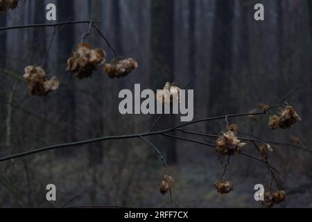 Ptelea trifoliata Pflanze im Wald, Ascheblätter, Herbstwald Stockfoto