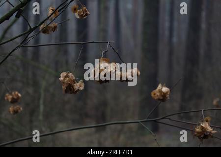 Ptelea trifoliata Pflanze im Wald, Ascheblätter, Herbstwald Stockfoto