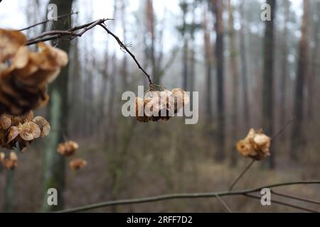 Ptelea trifoliata Pflanze im Wald, Ascheblätter, Herbstwald Stockfoto