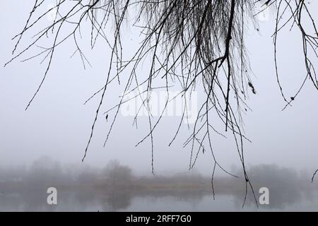 Nebligen Morgen im Wald Stockfoto