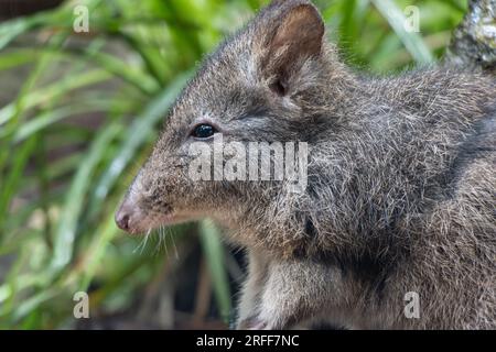 Longnasiger Potoroo Potoröser Tridaktylus im Gras Stockfoto