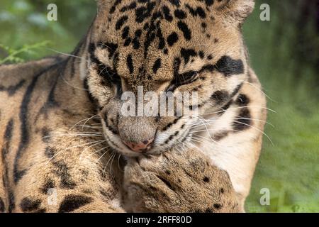 Ein wolkiger Leopard, Neofelis nebulosa Stockfoto