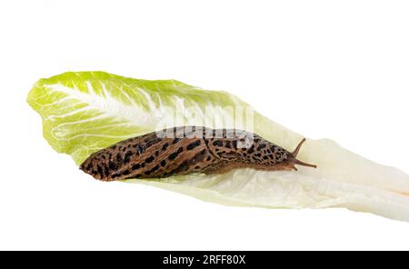 LiMax maximus vor weißem Hintergrund Stockfoto