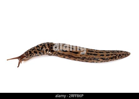 LiMax maximus vor weißem Hintergrund Stockfoto