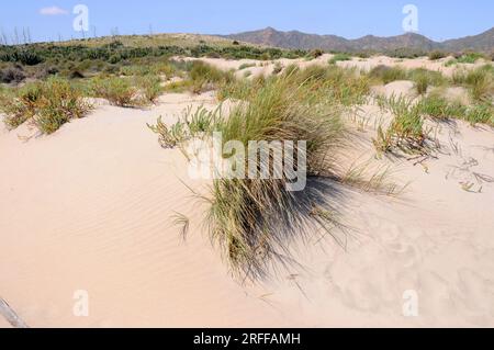 Ensenada y playa de Los Genoveses mit psammophiler Vegetation (Ammophila arenaria und Euphorbia paralias). Naturpark Cabo de Gata-Nijar, Almeria PR Stockfoto