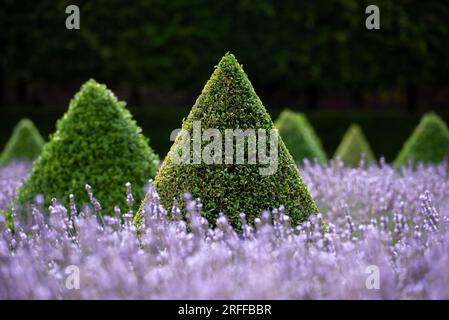 Ham House Cherry Garden Stockfoto