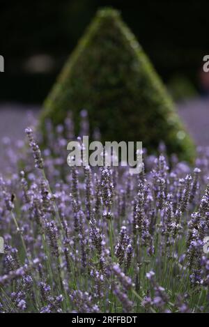 Ham House Gardens Stockfoto